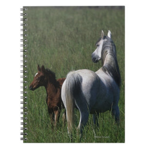 Arabisk Mare & föl Anteckningsbok Med Spiral