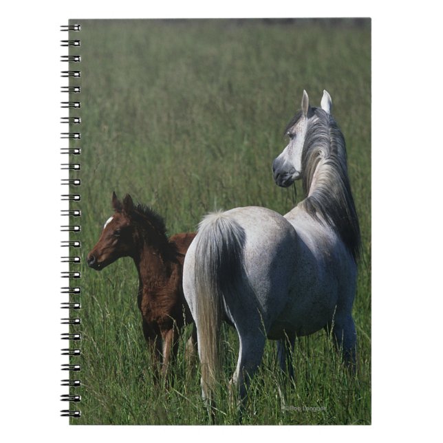 Arabisk Mare & föl Anteckningsbok Med Spiral (Framsidan)