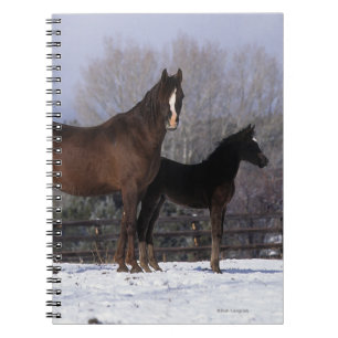 Arabisk Mare & föl i snö Anteckningsbok Med Spiral