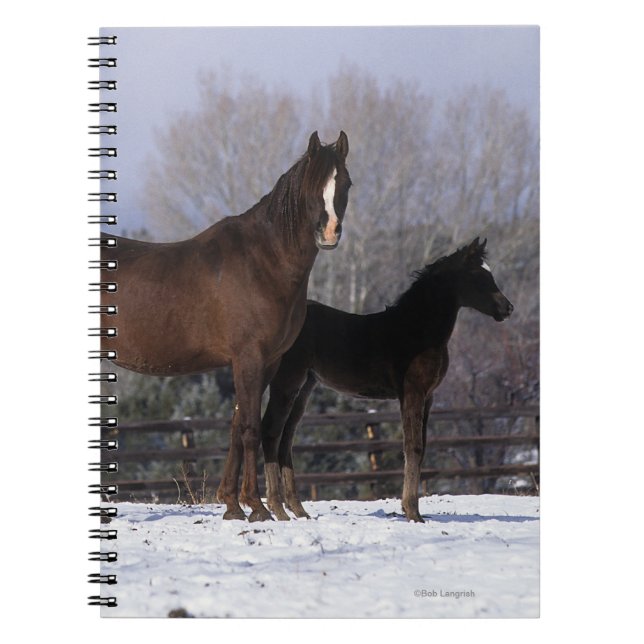 Arabisk Mare & föl i snö Anteckningsbok Med Spiral (Framsidan)