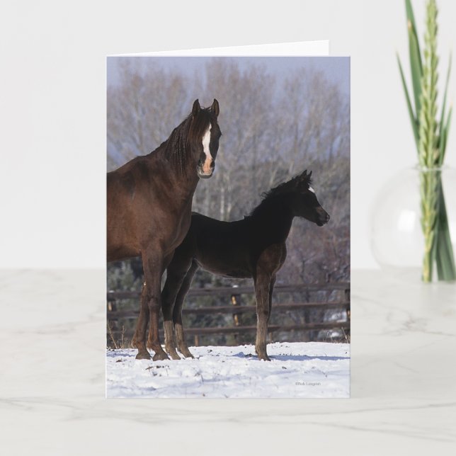 Arabisk Mare & föl i snö Kort (Framsida)
