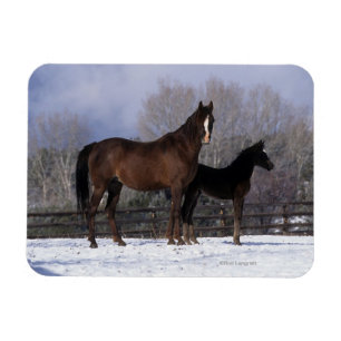 Arabisk Mare & föl i snö Magnet