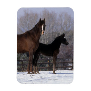 Arabisk Mare & föl i snö Magnet