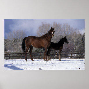 Arabisk Mare & föl i snö Poster