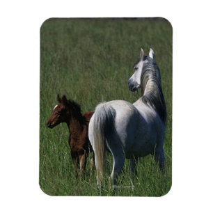 Arabisk Mare & föl Magnet