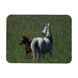 Arabisk Mare & föl Magnet