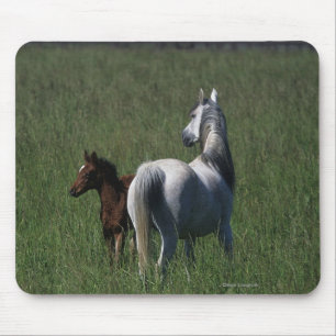 Arabisk Mare & föl Musmatta
