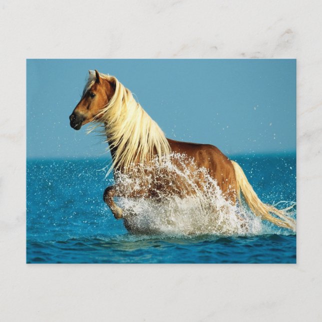 Arabisk strandhäst vykort (Framsida)