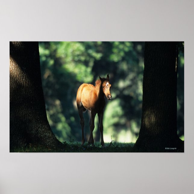 Arabiska foalen i Träd Poster (Framsidan)