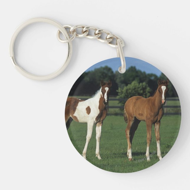Arabiska Foals i Grassy Fält (Framsidan)
