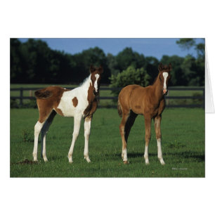Arabiska Foals i Grassy Fält Hälsningskort