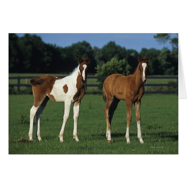 Arabiska Foals i Grassy Fält Hälsningskort (Framsidan Horizontal)