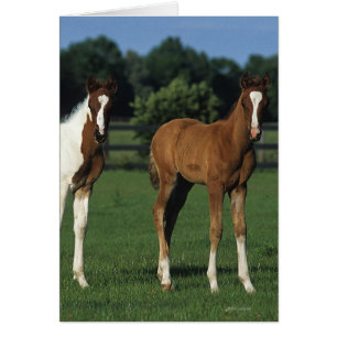 Arabiska Foals i Grassy Fält Hälsningskort