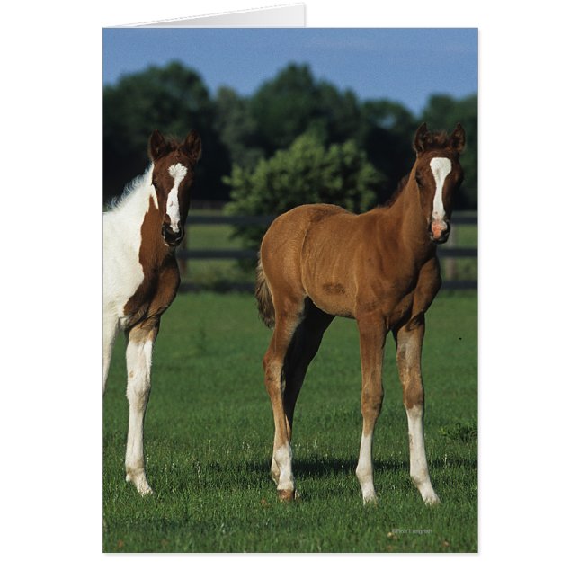 Arabiska Foals i Grassy Fält Hälsningskort (Framsidan)