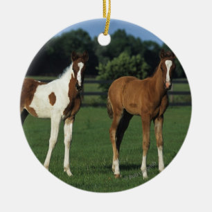 Arabiska Foals i Grassy Fält Julgransprydnad Keramik