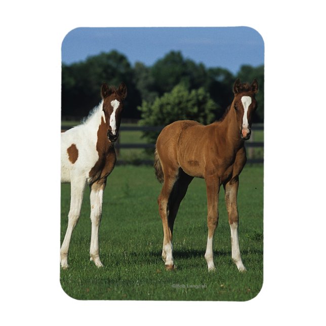 Arabiska Foals i Grassy Fält Magnet (Vertikal)