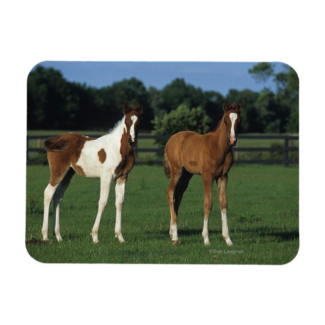 Arabiska Foals i Grassy Fält Magnet (Horisontell)