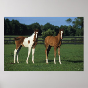 Arabiska Foals i Grassy Fält Poster