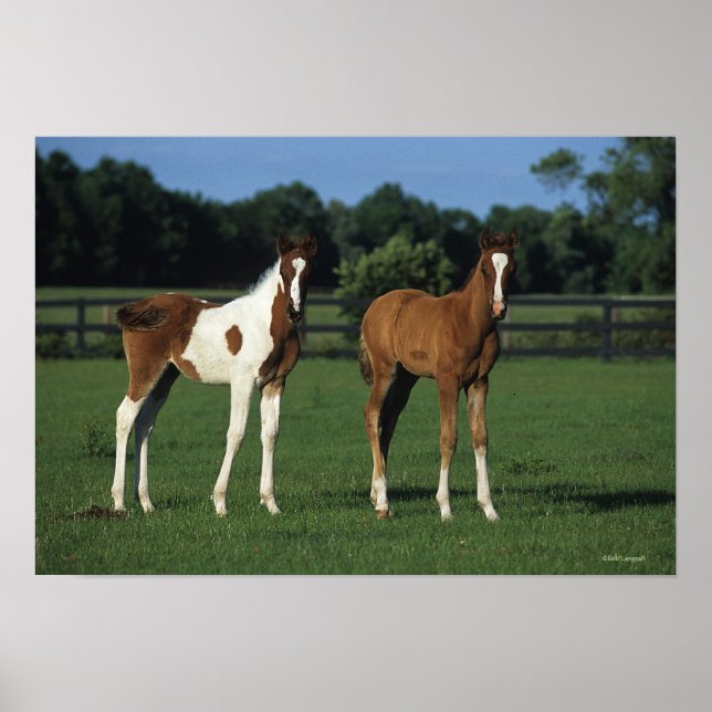 Arabiska Foals i Grassy Fält Poster (Framsidan)