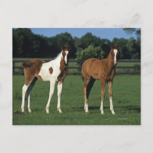 Arabiska Foals i Grassy Fält Vykort