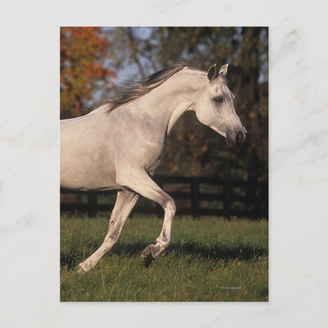 Arabiska hästar: Höst 2 Vykort (Framsida)