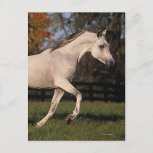 Arabiska hästar: Höst 2 Vykort