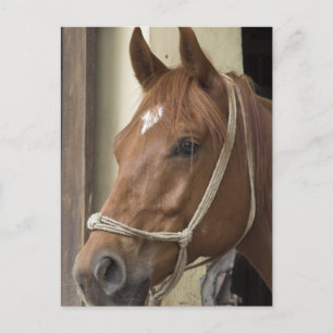 Arabiska hästar vykort