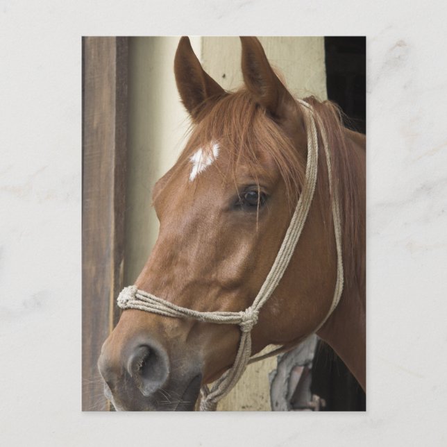 Arabiska hästar vykort (Framsida)