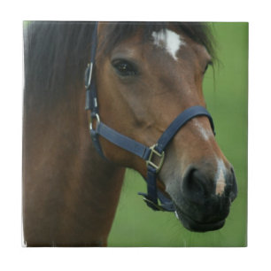 Arabiska hästbilder belägger med tegel kakelplatta