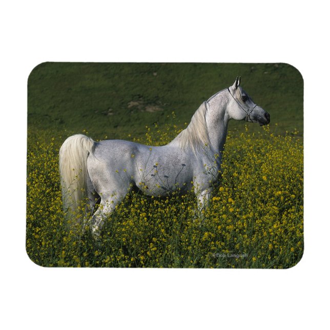 Arabiska hästen i blommor magnet (Horisontell)