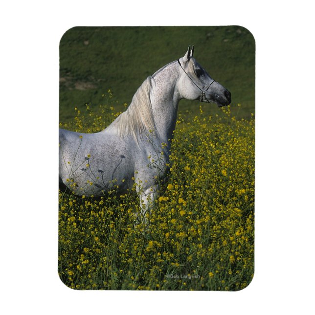 Arabiska hästen i blommor magnet (Vertikal)