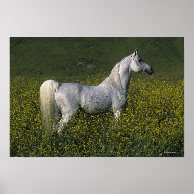 Arabiska hästen i blommor poster (Framsidan)