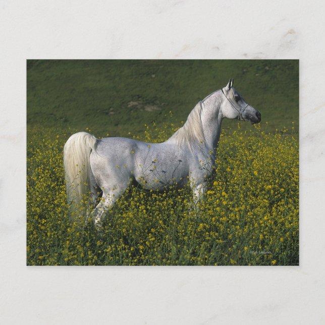 Arabiska hästen i blommor vykort (Framsida)
