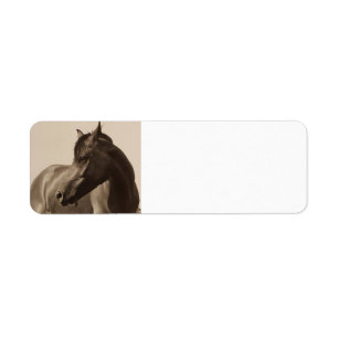 Arabiska Horse adressetiketters Returadress Etikett
