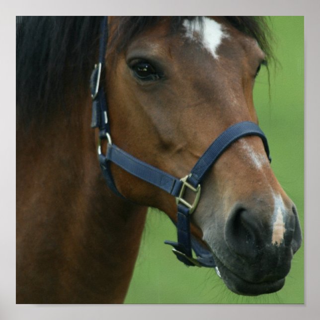 Arabiska Horse Bilder Skriv ut Poster (Framsidan)