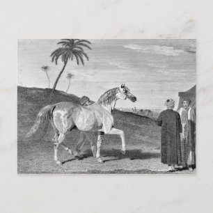 Arabiska Horse Vintage Illustration Vykort