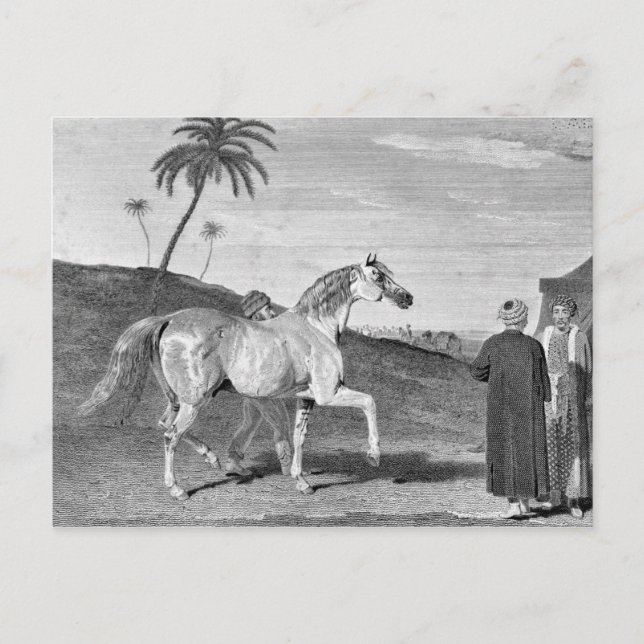 Arabiska Horse Vintage Illustration Vykort (Framsida)