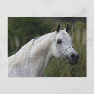 Arabiska horshögtalare 1 vykort