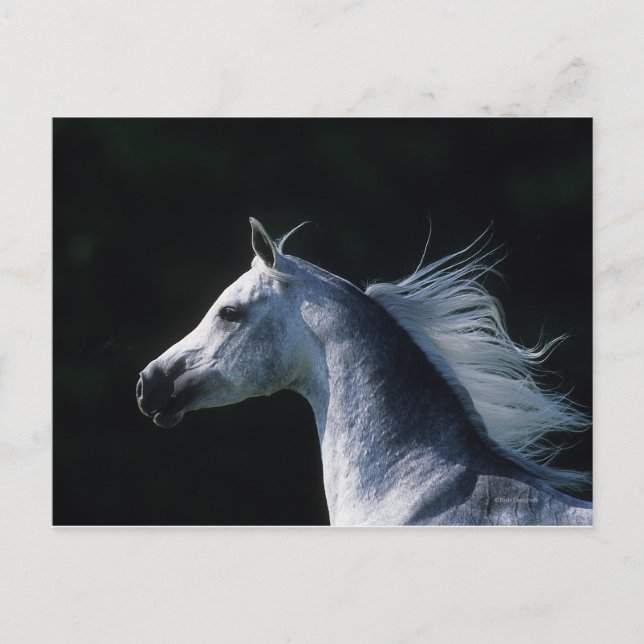 Arabiska horshögtalare 2 vykort (Framsida)