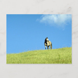 Arabiska mare, Victoria, Australien Vykort