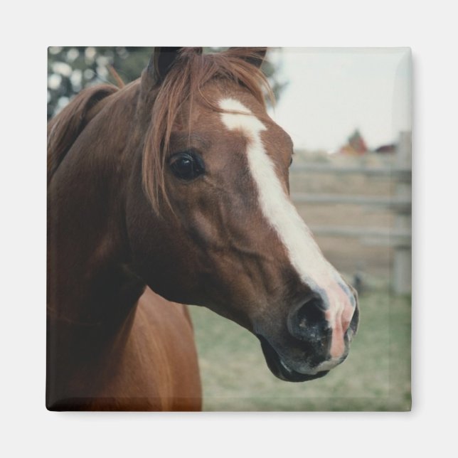 Arabiska på pasture magnet (Framsidan)