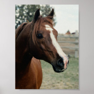 Arabiska på pasture poster