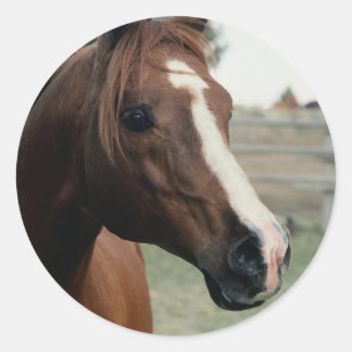 Arabiska på pasture runt klistermärke