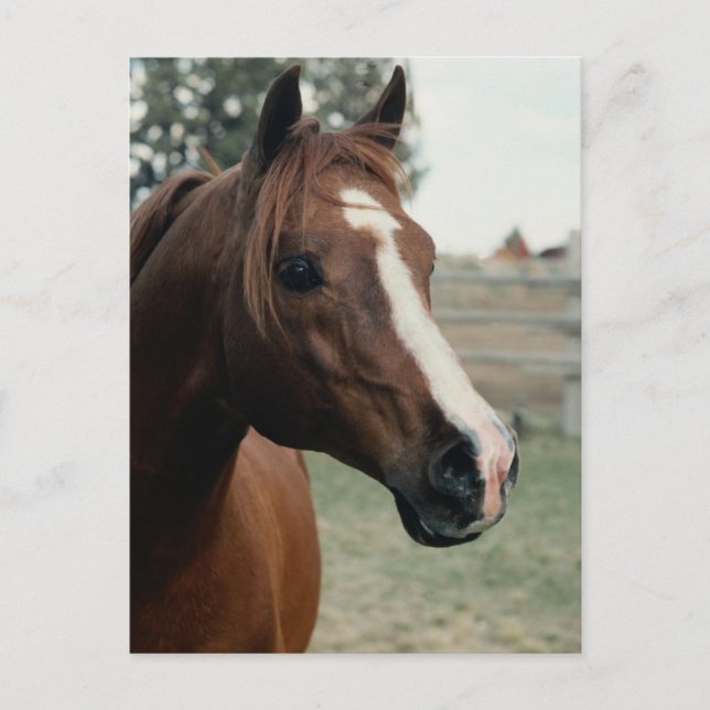 Arabiska på pasture vykort (Framsida)