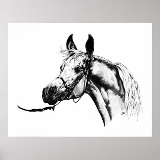 Arabiska porträtt i Pen & Bläck Poster