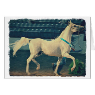 Arabiska Show Horse Hälsningskort