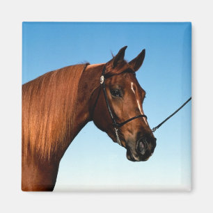 Arabiska Show Horse Magnet