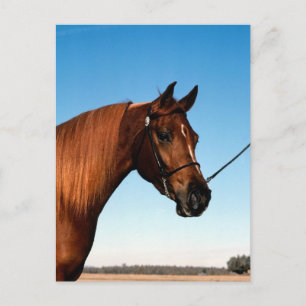 Arabiska Show Horse Vykort