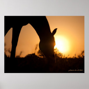 Arabiska Silhouette i Sunrise Poster