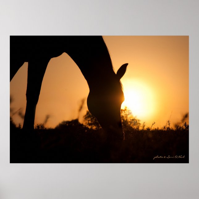 Arabiska Silhouette i Sunrise Poster (Framsidan)